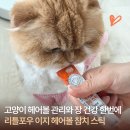 이지치지 | 고양이 헤어볼 관리와 장 건강 한번에 리틀포우 이지 헤어볼 참치 스틱