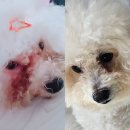 (주)펫앤바이오 | 바이오펫랩아이프로 후기｜강아지눈영양제로 눈물자국 관리해본 리얼 경험