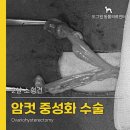 도그원동물의료센터 | 암컷 강아지 중성화 수술 - 서울 은평구 도그원 동물병원 의료센터