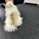 탐라수중재활운동센터 | 대전 관평동, 강아지 수중 재활운동 전문! 바디펫 방문기