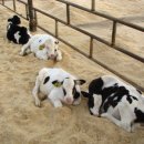 꼬마네식당 이미지