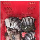 용인실내바다낚시터 이미지