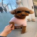 마이독그루밍 이미지