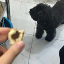 도그하우스 애견미용실 | [애견] 대전 중구 문화동 [도그하우스] (주차, 가격, 강아지유치원, 강아지간식,강아지호텔)