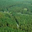 산림기능사 국가기술자격증 이미지