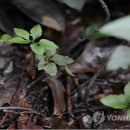 선흘리 백서향 및 변산일엽군락 이미지
