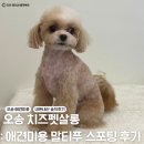 왈왈애견미용샵 | 오송 치즈펫살롱 : 강아지미용 애견미용샵 말티푸 스포팅 후기