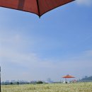 용인조정경기장 이미지