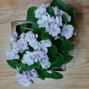 바이올렛 이미지