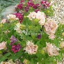 (주)하나마이 이미지