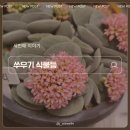 꽃봉우리 | 실내 식물 안자라는 이유? 쑤우기쓰고 꽃까지 피운 후기