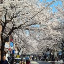 GS25 홍대솔내길점 | 합정 벚꽃 명소 현황 홍대솔내길 너구리베이글 카페