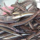 바다장어 이미지