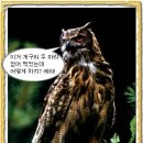 마리의봄날 이미지