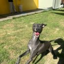 하트강아지 이미지