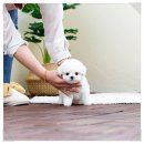 소사맞이방편의점 | 소사구강아지분양 고민 끝! 직접 경험한 유앤미펫시흥점 후기