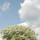 제일카페 이미지