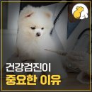 라파동물병원 네이버블로그