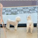 강아지 미용실 이미지