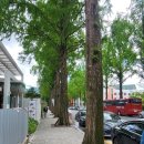 원용호 | 용호동맛집 창원가로수길 돼지국밥 "창원용호돼지국밥"