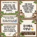 준마 제2농장 | 곰보배추농장 곰보배추차 후기 모아봤어요