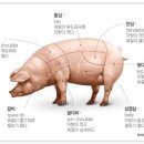 돼지짱 이미지