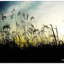 새(금호) 이미지