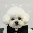 멍발소 이미지