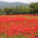 선운사꽃무릇 이미지