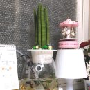 이쁜댕 | 타오바오 직구 후기. 어항꾸미기 재료 중국 배송. 반은 망하고 반은 성공했구나.