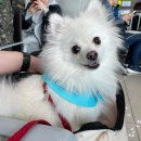 UR(군산시)-[공항로]-상-1 | 제주도 강아지 비행기 탑승 규정 애견동반 갈만한 곳