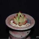 바르실래 이미지