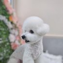 웰니스펫뷰티 이미지