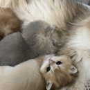 라온캐터리 이미지