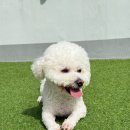 애견호텔 이미지