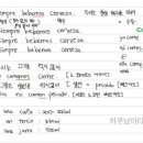 쎄르베사 이미지