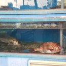 동해세꼬시 이미지