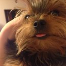 나나리펫하우스 이미지