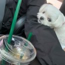 굿마트태안군청로점 | 강아지랑 1박2일 태안여행 l 숯불알쭈꾸미 l 알쭈꾸미 l 태안수산시장