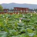 무안여행 동양최대의 백련 가시연꽃서식지 회산백련지 무안연꽃축제 전남 무안관광 이미지