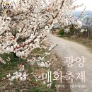 달녀의 전남 여행기 3탄. 광양 매화축제에 가다.