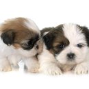 강아지집 이미지