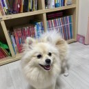 포도젤리 펫살롱 이미지