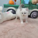 야옹아 멍멍해봐 탕정점 이미지