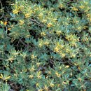 완도 예송리 상록수림 이미지