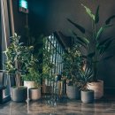 시카고388 이미지