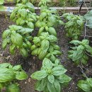 바질(Basil) 이미지