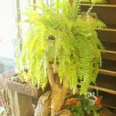 솔잎정육식당 이미지