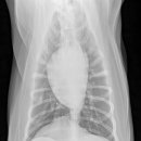 고덕24시 동물병원 이미지