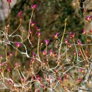 봄이오네 이미지